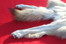 Load image into Gallery viewer, Canadian Arctic Wolf - Taxidermy Quality - WLF1061
