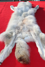 Load image into Gallery viewer, Canadian Arctic Wolf - Taxidermy Quality - WLF1061
