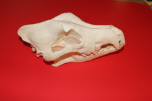 Load image into Gallery viewer, XXXXL Wolf Skull - Huge Alpha Male - WLS1009D
