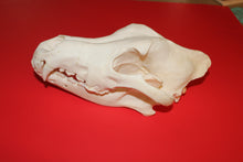 Load image into Gallery viewer, XXXXL Wolf Skull - Huge Alpha Male - WLS1009D
