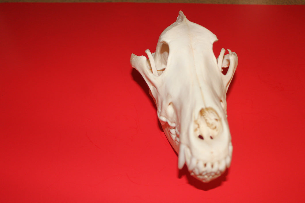 XXL Wolf Skull - WLS1010D
