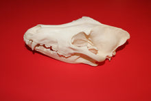 Load image into Gallery viewer, XXL Wolf Skull - WLS1010D
