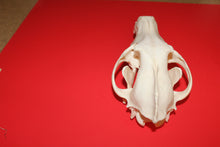 Load image into Gallery viewer, XXL Wolf Skull - WLS1010D
