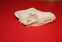 Load image into Gallery viewer, XXL Wolf Skull - WLS1010D
