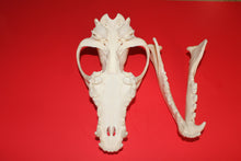 Load image into Gallery viewer, XXL Wolf Skull - WLS1010D
