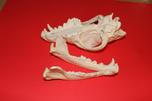 Load image into Gallery viewer, XXL Wolf Skull - WLS1010D
