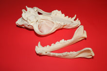 Load image into Gallery viewer, XXL Wolf Skull - WLS1010D
