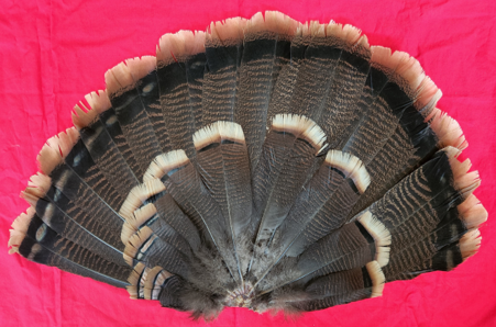 Wild Turkey Tails – The Idaho Fur Shack