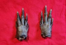 Load image into Gallery viewer, Mummified Animal Feet
