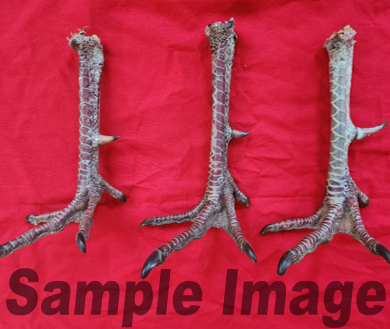 Wild Turkey Feet - Dried in Standing Position