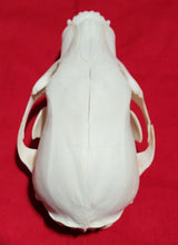 Load image into Gallery viewer, Small Black Bear Skull - BBS1023
