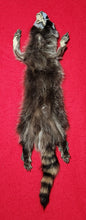 Load image into Gallery viewer, Small Raccoon Hide - HAS FEET AND CLAWS - RAC1017
