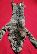 Load image into Gallery viewer, Idaho Tom Bobcat - Taxidermy Quality - BCH1010
