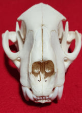 Load image into Gallery viewer, LM Cougar Skull - MLS1021
