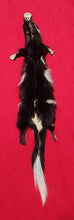 Load image into Gallery viewer, Spotted Skunk - HAS FEET AND CLAWS - SSK1003

