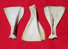 Load image into Gallery viewer, Whitetail Deer Scapulas - Shoulder Blades
