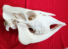 Load image into Gallery viewer, Beef (Cow) Skull - BES1006
