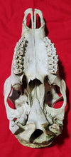 Load image into Gallery viewer, Cow Elk Skull - Nature Cleaned - CES1010
