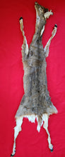 Load image into Gallery viewer, White-Tail Deer Hide - Taxidermy Quality - Buck - WTD1008
