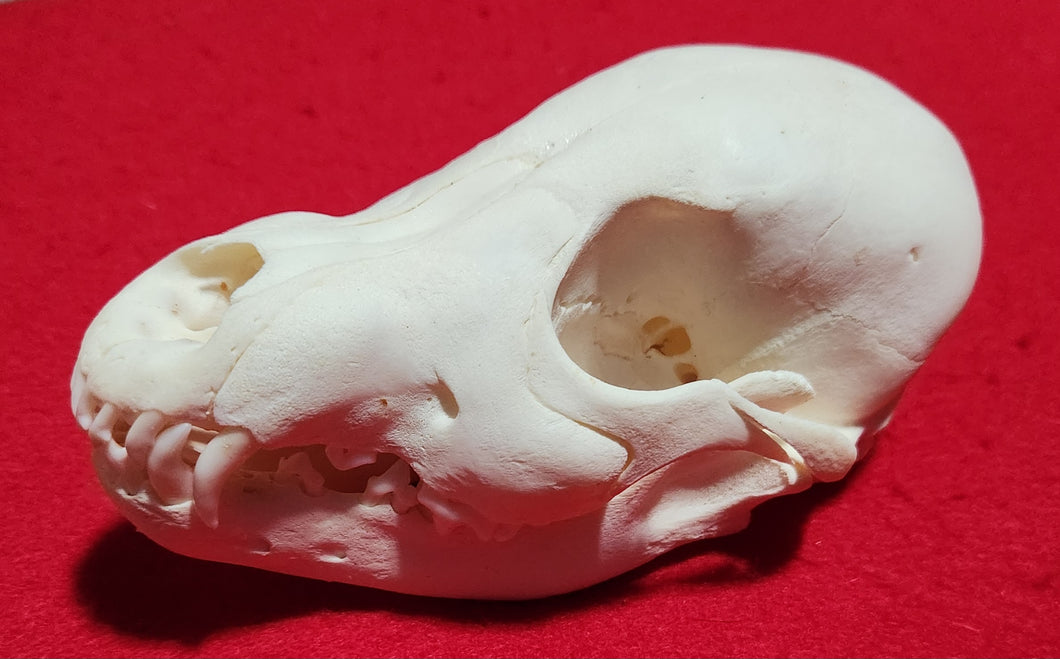 Wolf PUP Skull - WLS1009