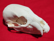 Load image into Gallery viewer, Small Black Bear Skull - BBS1023
