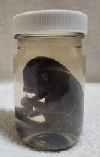 Load image into Gallery viewer, Raccoon Embryos - Wet Specimens
