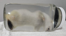 Load image into Gallery viewer, Ermine (Short-Tailed Weasel) - Wet Specimen - WWS1002
