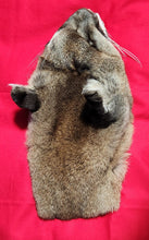 Load image into Gallery viewer, Mountain Lion Head/Face - MTL1019D1
