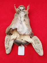 Load image into Gallery viewer, White-Tail Deer Head - Doe
