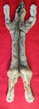 Load image into Gallery viewer, Canadian Lynx - Taxidermy Quality - LYX1002
