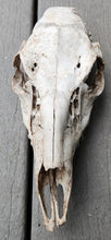 Load image into Gallery viewer, Large Whitetail Deer Doe Skull - Nature Cleaned - DES1006
