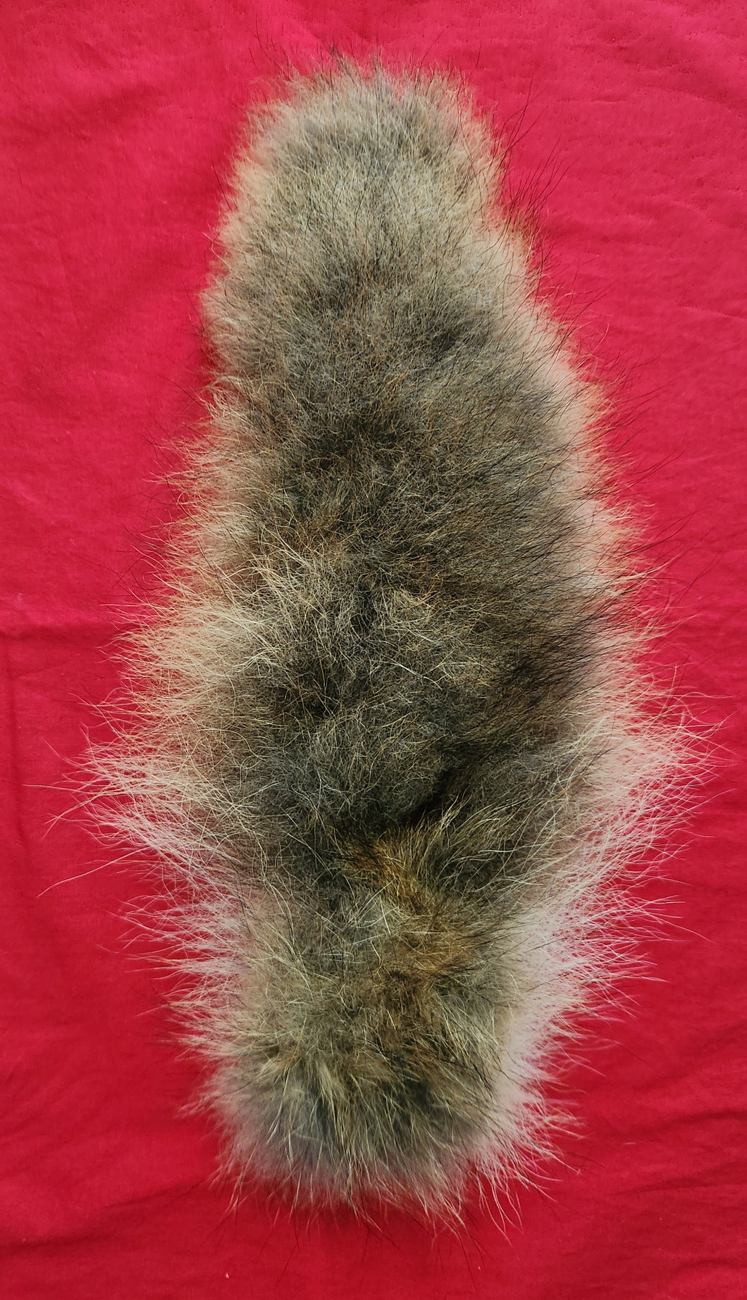 Coyote Tail