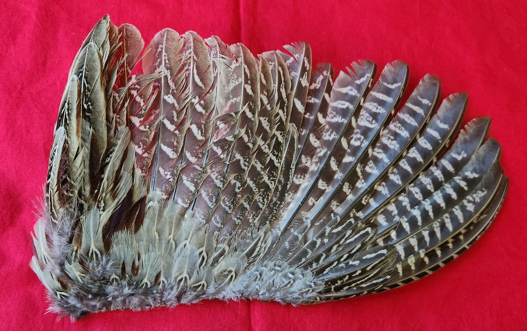 Ring-Necked Pheasant Wings