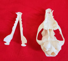 Load image into Gallery viewer, Grey Fox Skull - FXS1001
