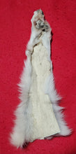 Load image into Gallery viewer, Wolf Front Legskin - HAS FOOT ATTACHED - WLF1104
