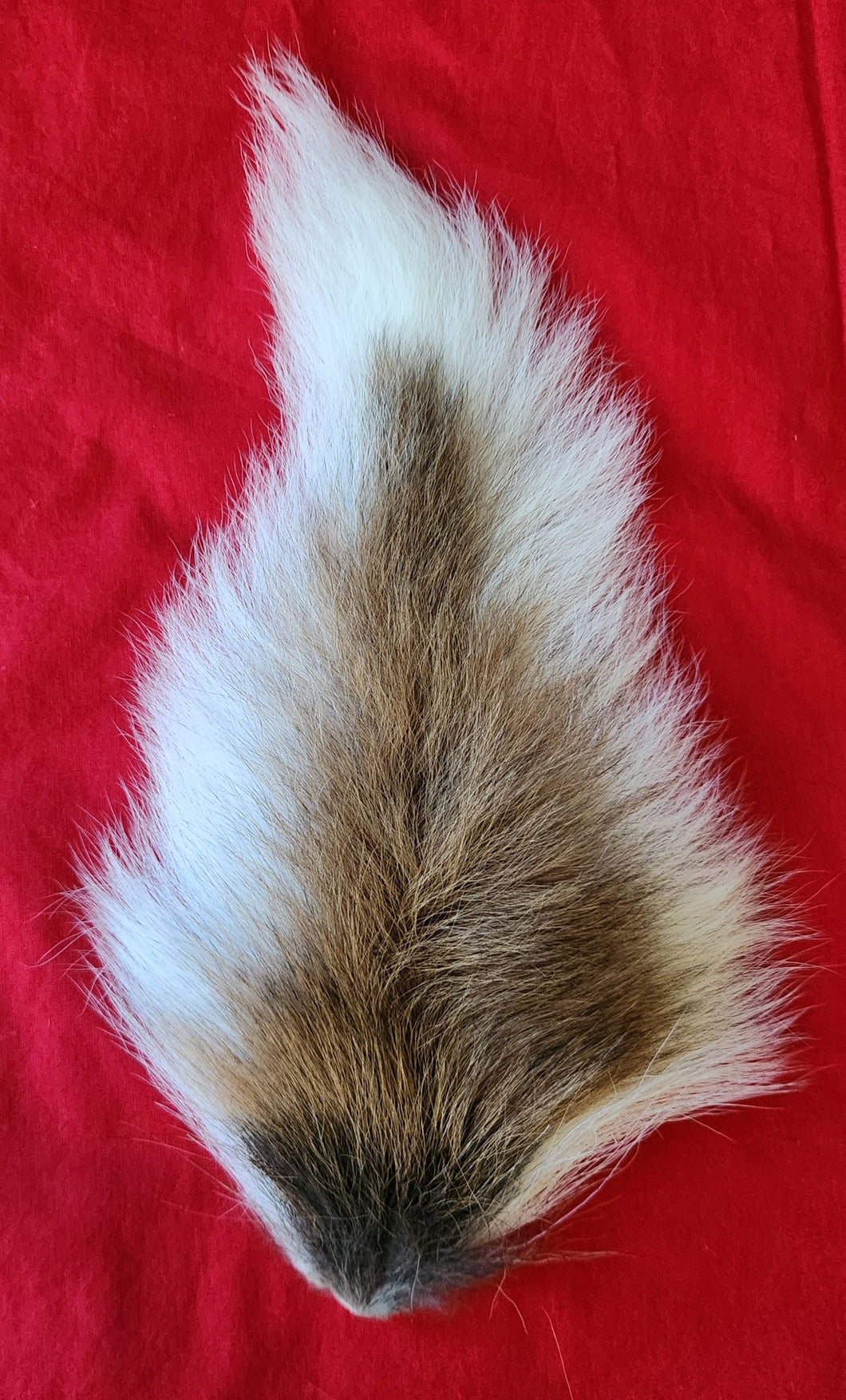 Whitetail Deer Tail