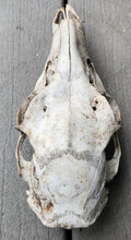 Load image into Gallery viewer, Large Whitetail Deer Doe Skull - Nature Cleaned - DES1006
