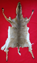 Load image into Gallery viewer, White-Tail Deer Hide - Taxidermy Quality - DOE - WTD1009
