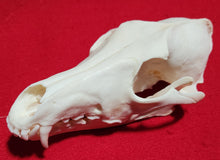 Load image into Gallery viewer, XXXL Coyote Skull - CYS1008
