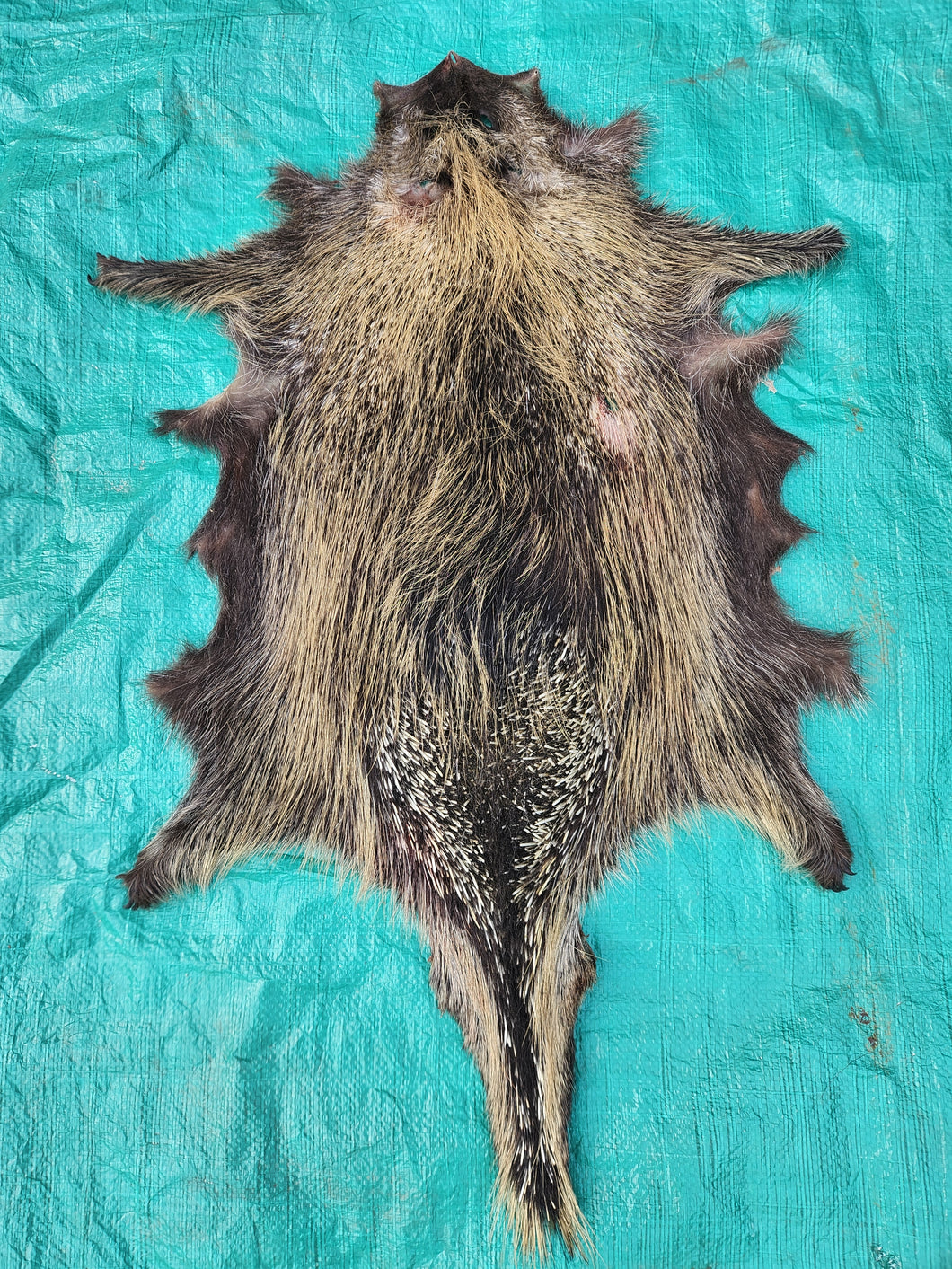 Porcupine Hide - PKY1005