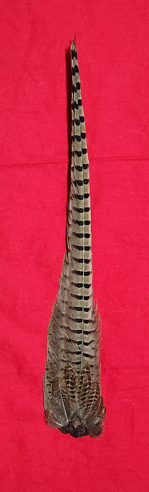 Ring-necked Pheasant Tail