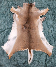 Load image into Gallery viewer, Whitetail Deer Hide - WTDR1006
