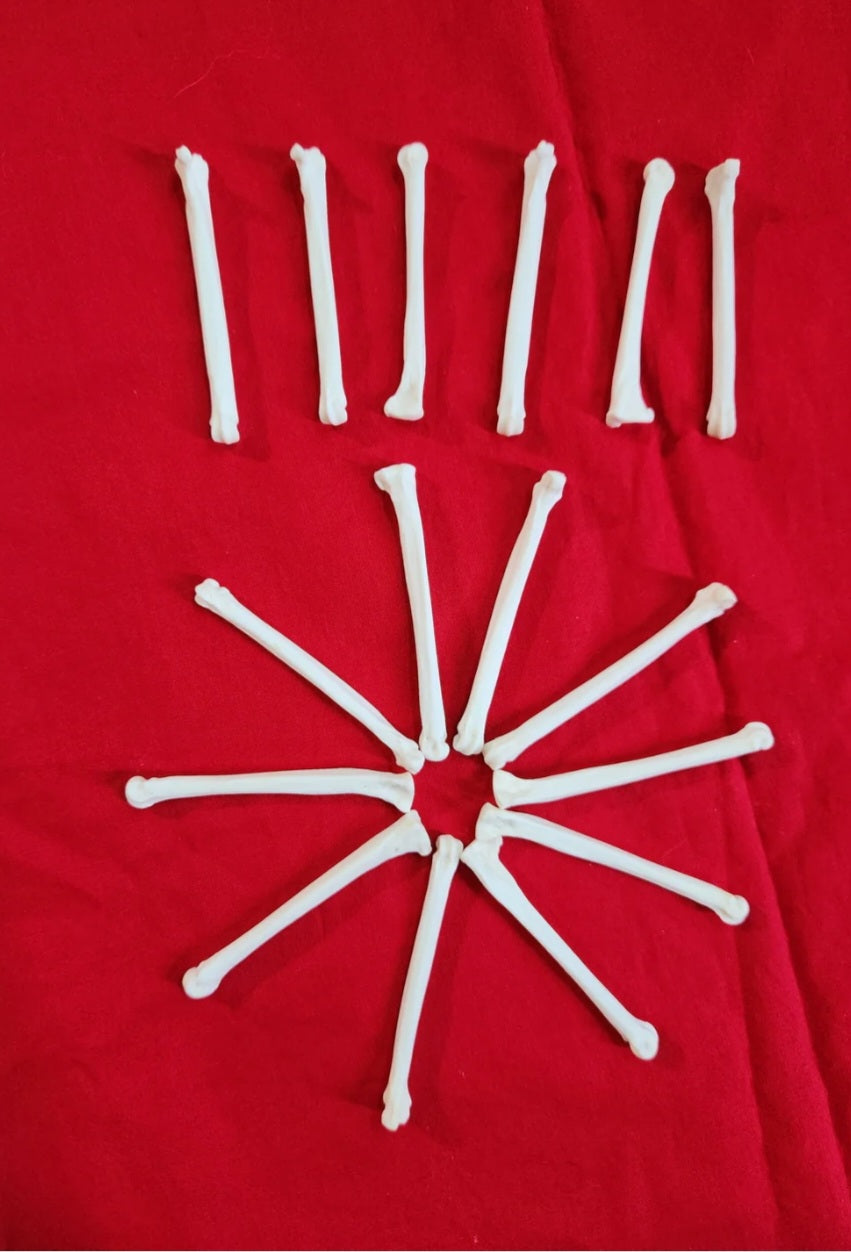 Bobcat Foot - Toe - Ankle Bones