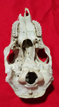 Load image into Gallery viewer, XXL Whitetail Deer Buck Skull - Nature Cleaned - DES1009
