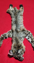 Load image into Gallery viewer, Idaho Tom Bobcat - Taxidermy Quality - BCH1017
