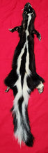 Load image into Gallery viewer, XXL Skunk Hide - Taxidermy Quality - SNK1013
