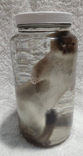 Load image into Gallery viewer, Long-Tailed Weasel - Wet Specimen - WWS1003

