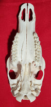 Load image into Gallery viewer, XL Cow Elk Skull - UPPER Skull - CES1006
