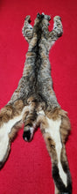 Load image into Gallery viewer, Idaho Tom Bobcat - Taxidermy Quality - BCH1016
