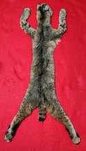 Load image into Gallery viewer, Idaho Female Bobcat - Taxidermy Quality - BCH1012
